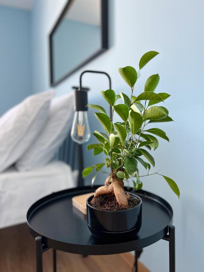 Apartamenty Rynek 7 치에신 외부 사진
